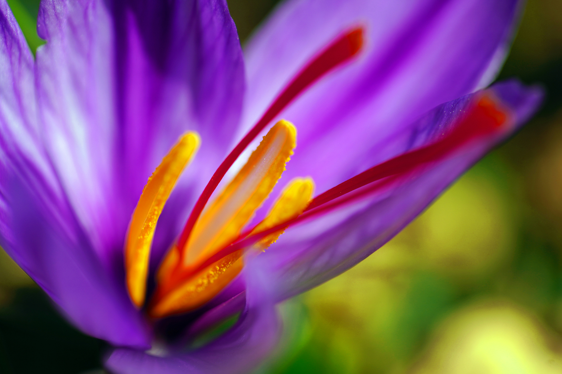 Iranian Saffron